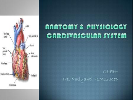ANATOMY & PHYSIOLOGY CARDIVASCULAR SYSTEM