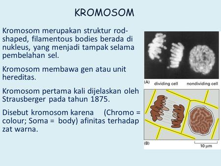 KROMOSOM Kromosom merupakan struktur rod-shaped, filamentous bodies berada di nukleus, yang menjadi tampak selama pembelahan sel. Kromosom membawa gen.