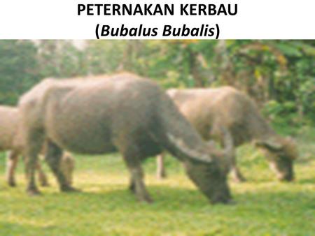 PETERNAKAN KERBAU (Bubalus Bubalis)