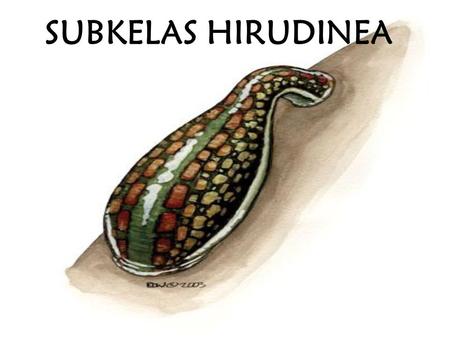 SUBKELAS HIRUDINEA.