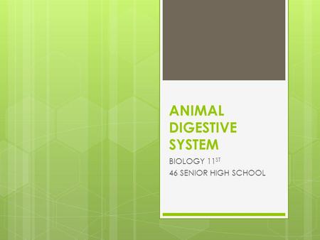 ANIMAL DIGESTIVE SYSTEM
