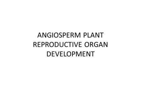 ANGIOSPERM PLANT REPRODUCTIVE ORGAN DEVELOPMENT