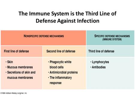 The Immune System is the Third Line of Defense Against Infection.