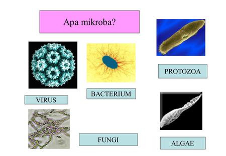 Apa mikroba? PROTOZOA BACTERIUM VIRUS FUNGI ALGAE.
