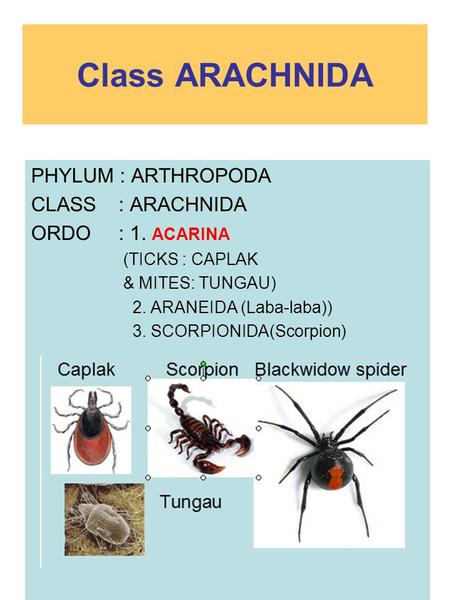 Class ARACHNIDA PHYLUM : ARTHROPODA CLASS : ARACHNIDA