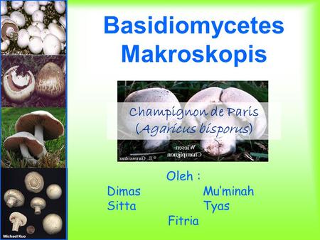 Basidiomycetes Makroskopis