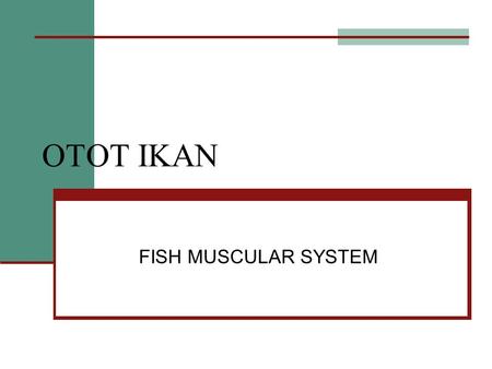 OTOT IKAN FISH MUSCULAR SYSTEM.