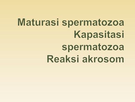 Maturasi spermatozoa Kapasitasi spermatozoa Reaksi akrosom
