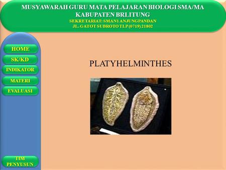 PLATYHELMINTHES MUSYAWARAH GURU MATA PELAJARAN BIOLOGI SMA/MA