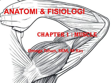 ANATOMI & FISIOLOGI chapter 1 : MUSCLE