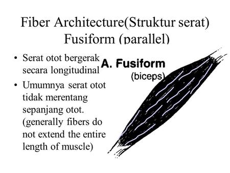 Fiber Architecture(Struktur serat) Fusiform (parallel)