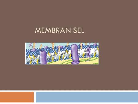 Membran sel.