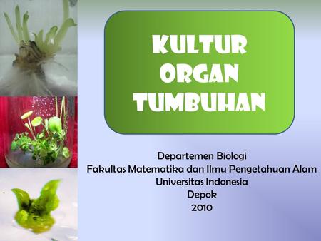 Kultur organ tumbuhan Departemen Biologi