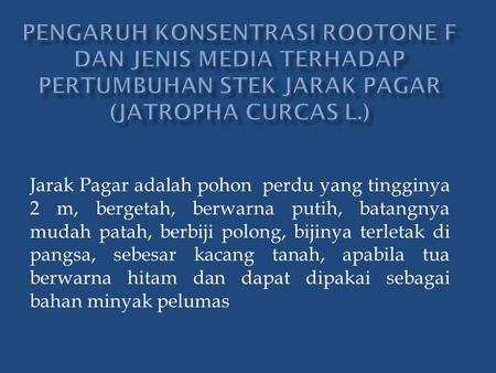 Pengaruh konsentrasi rootone f dan jenis media terhadap pertumbuhan STEK jarak pagar (Jatropha curcas l.) Jarak Pagar adalah pohon perdu yang tingginya.