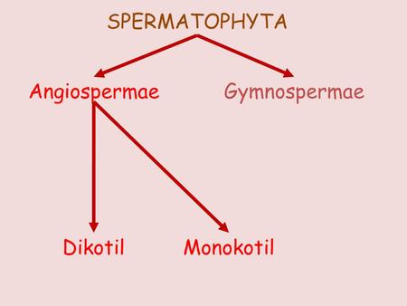 SPERMATOPHYTA Angiospermae Gymnospermae Dikotil Monokotil.
