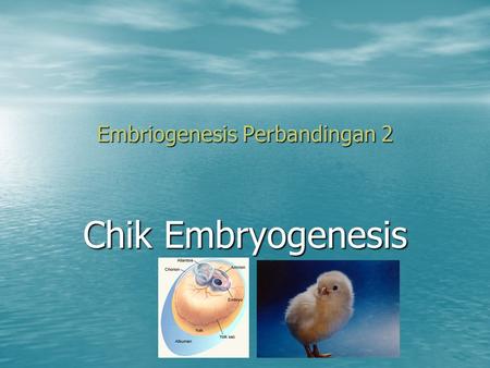 Embriogenesis Perbandingan 2