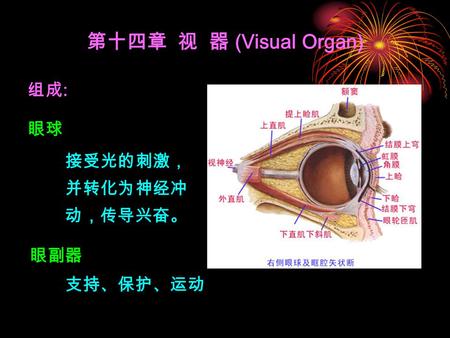第十四章 视 器 (Visual Organ) 组成: 眼球 接受光的刺激，并转化为神经冲动，传导兴奋。 眼副器 支持、保护、运动.