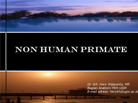NON HUMAN PRIMATE Dr. drh. Hery Wijayanto, MP. Bagian Anatomi FKH-UGM