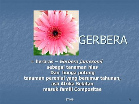 GERBERA = herbras – Gerbera jamesonii sebagai tanaman hias