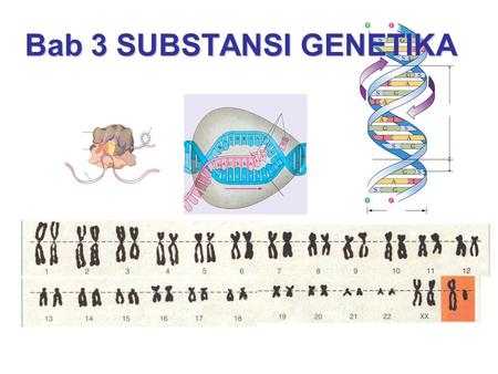 Bab 3 SUBSTANSI GENETIKA