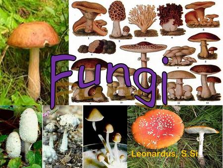 Fungi Leonardus, S.Si..