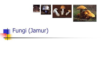 Fungi (Jamur).