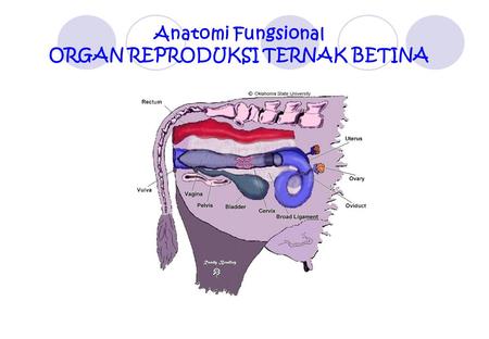 Anatomi Fungsional ORGAN REPRODUKSI TERNAK BETINA