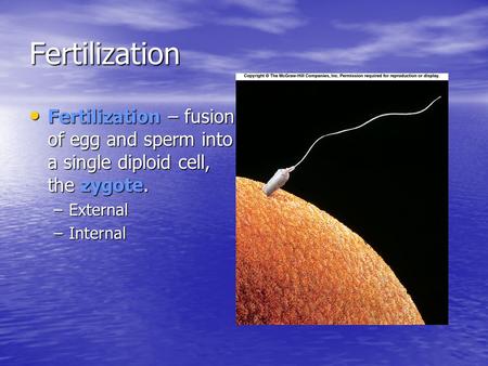 Fertilization Fertilization – fusion of egg and sperm into a single diploid cell, the zygote. Fertilization – fusion of egg and sperm into a single diploid.
