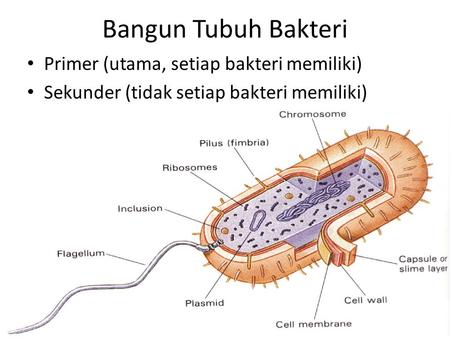 Bangun Tubuh Bakteri Primer (utama, setiap bakteri memiliki)
