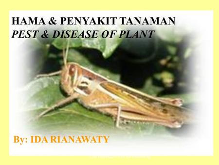 HAMA & PENYAKIT TANAMAN PEST & DISEASE OF PLANT By: IDA RIANAWATY