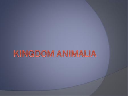 KINGDOM ANIMALIA.