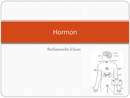Hormon Burhannudin Ichsan.