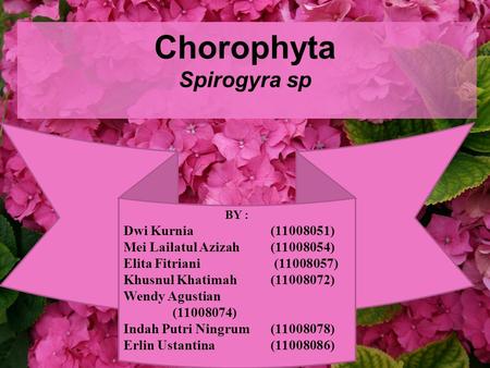 Chorophyta Spirogyra sp