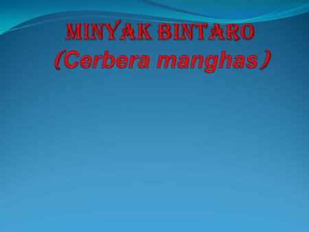Minyak bintaro (Cerbera manghas)