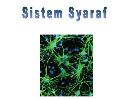 Sistem Syaraf.