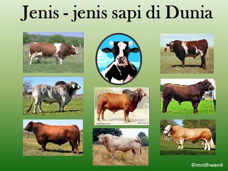 Jenis - jenis sapi di Dunia