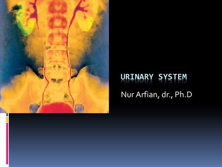 URINARY SYSTEM Nur Arfian, dr., Ph.D.