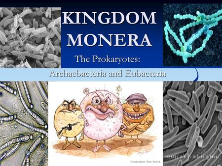 The Prokaryotes: Archaebacteria and Eubacteria