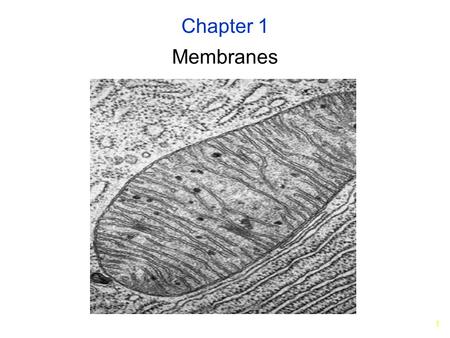 1 Membranes Chapter 1. 2 Phospholipid Bilayer Phospholipid 2 fatty-acid chains Glycerol + Phosphate + nitrogenous compound One end strongly non-polar.