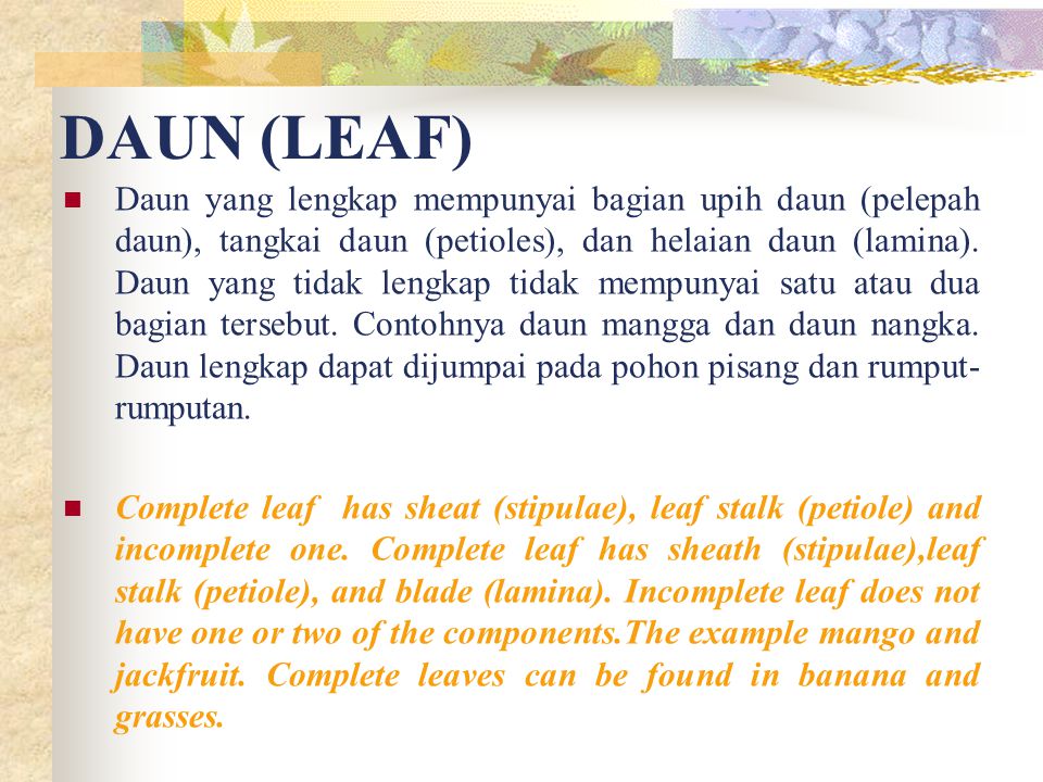 Gambar Struktur Fungsi Daun Structure Function Leaf Ppt Download 2 ...