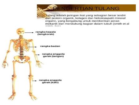1. Tulang Tengkorak 2. Rangka Badan A. Kelainan dan penyakit pada Rangka.