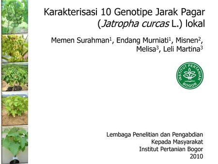 Karakterisasi 10 Genotipe Jarak Pagar (Jatropha curcas L.) lokal