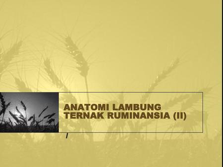 ANATOMI LAMBUNG TERNAK RUMINANSIA (II)