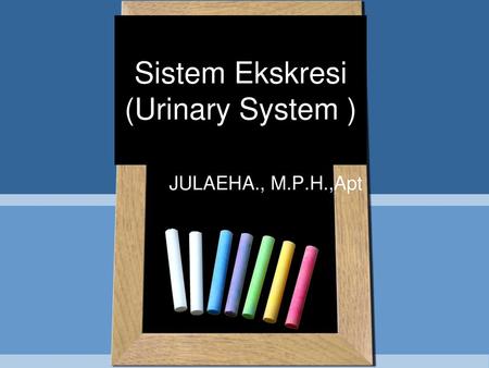 Sistem Ekskresi (Urinary System )
