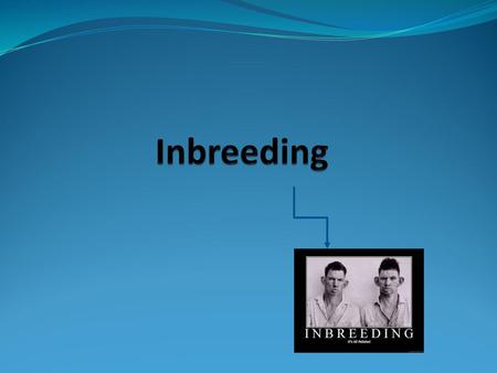 Inbreeding.