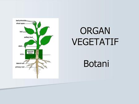 ORGAN VEGETATIF Botani.