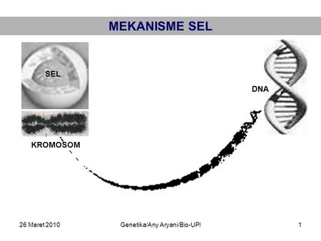 26 Maret 2010Genetika/Any Aryani/Bio-UPI1 MEKANISME SEL SEL KROMOSOM DNA.