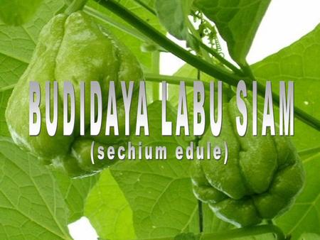 BUDIDAYA LABU SIAM (sechium edule).