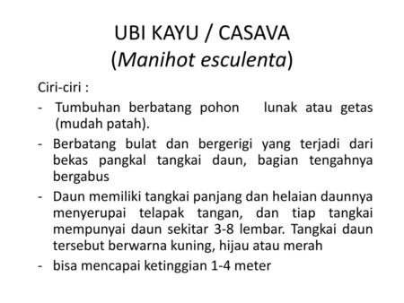 UBI KAYU / CASAVA (Manihot esculenta)