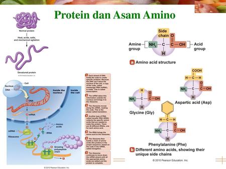 Protein dan Asam Amino.